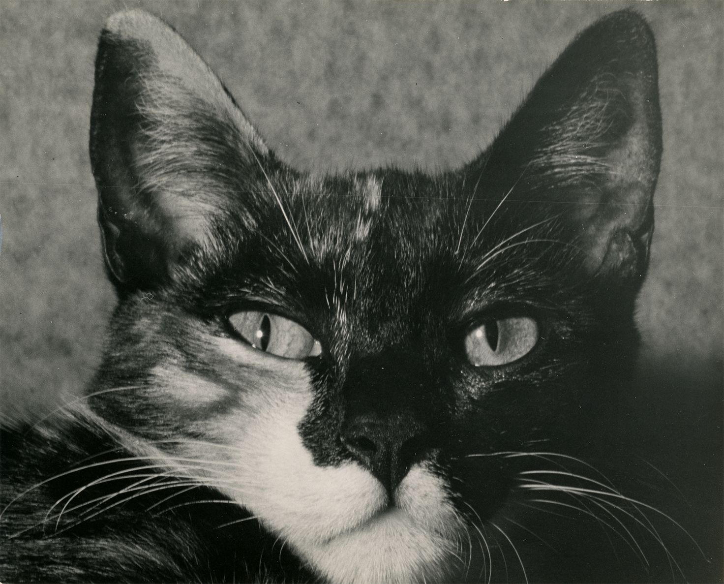 Black and white photograph of a cat, no date.