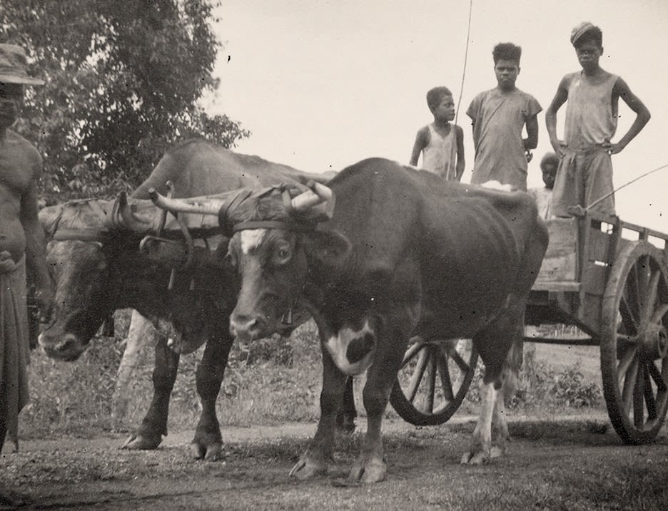 Black and white photograph showing four young Kanak people in a wagon pulled by two Indian cows being led by another Kanak man, 1944.
