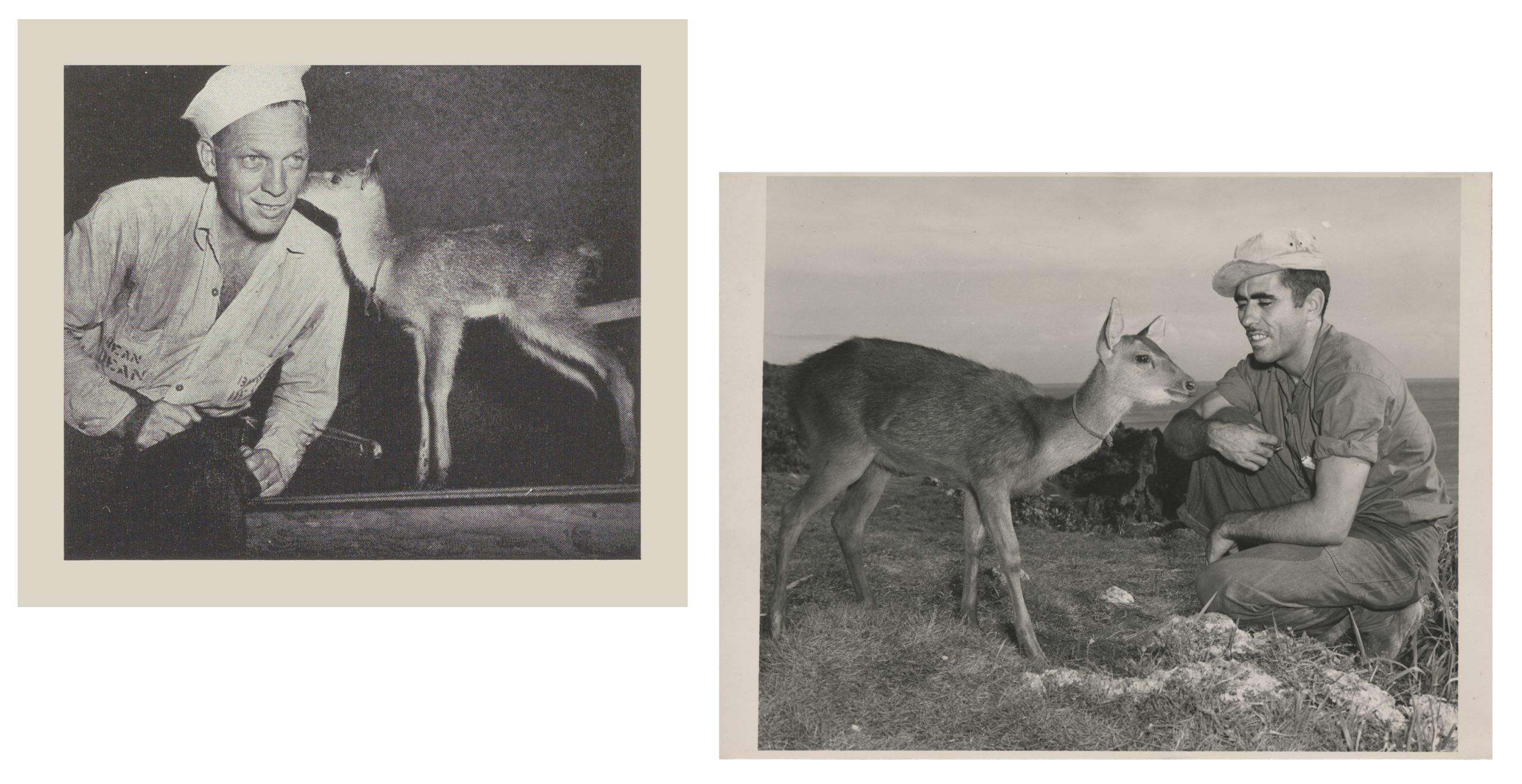 Two black and white photographs next to each other showing Bambi with her caretakers (Paul Bean at left and Bill Wile at right), 1945.