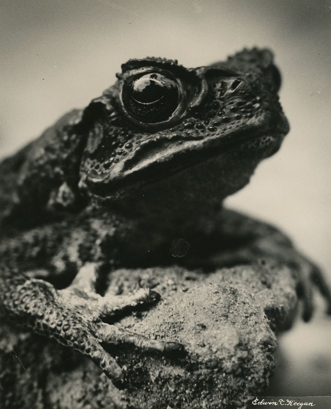 Black and white close-up photograph of a frog, by Edwin Keegan, no date.