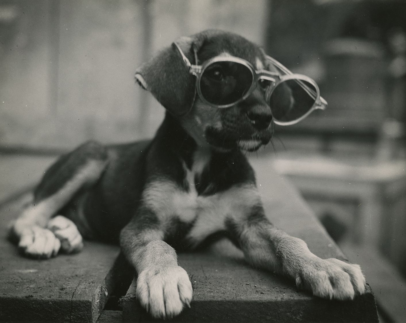 Black and white photograph of a dog wearing sunglasses, no date.
